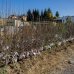 Broskyňa obyčajná (Prunus persica) ´REDHAVEN´ stredne skorá 160-180 cm - voľnokorenná